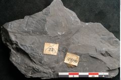 Foto (Detailansicht) von Neuropteris sp.  (NHMW-GEO-2024-0188-10680)